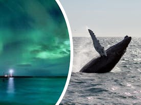 Połączenie 6-godzinnej wycieczki łodzią z obserwacją wielorybów i polowania na zorzę polarną z transferem z Reykjaviku
