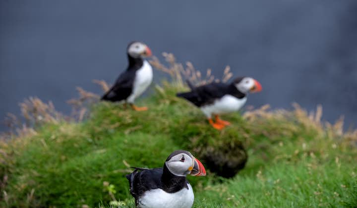 Three puffins on a grassy cliff on Iceland's South Coast.