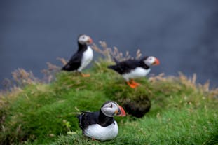 Three puffins on a grassy cliff on Iceland's South Coast.