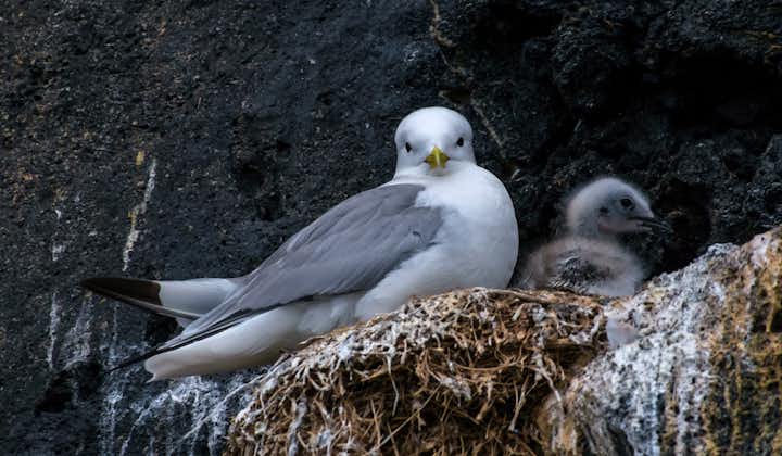 A seagull and chick nesting in the face of a cliff.