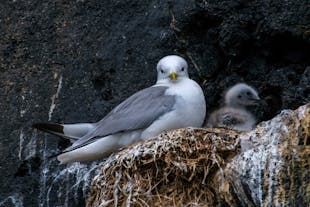 A seagull and chick nesting in the face of a cliff.