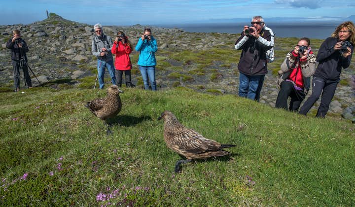 Two Large Great Skua's being photographed by travellers.