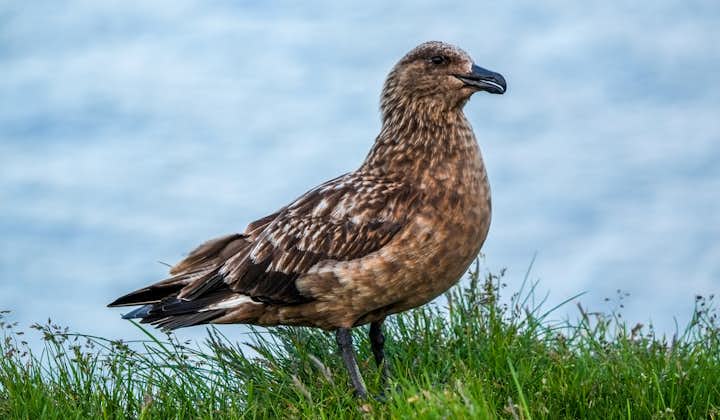 A Great Skua standing stationary on a grassy cliff.