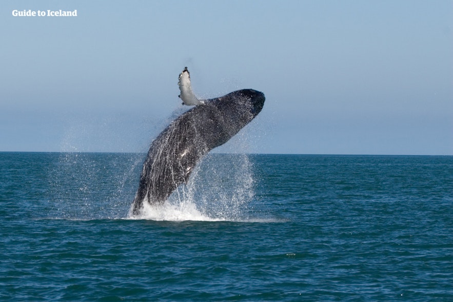 Горбатый кит выпрыгивает из воды рядом с побережьем Исландии
