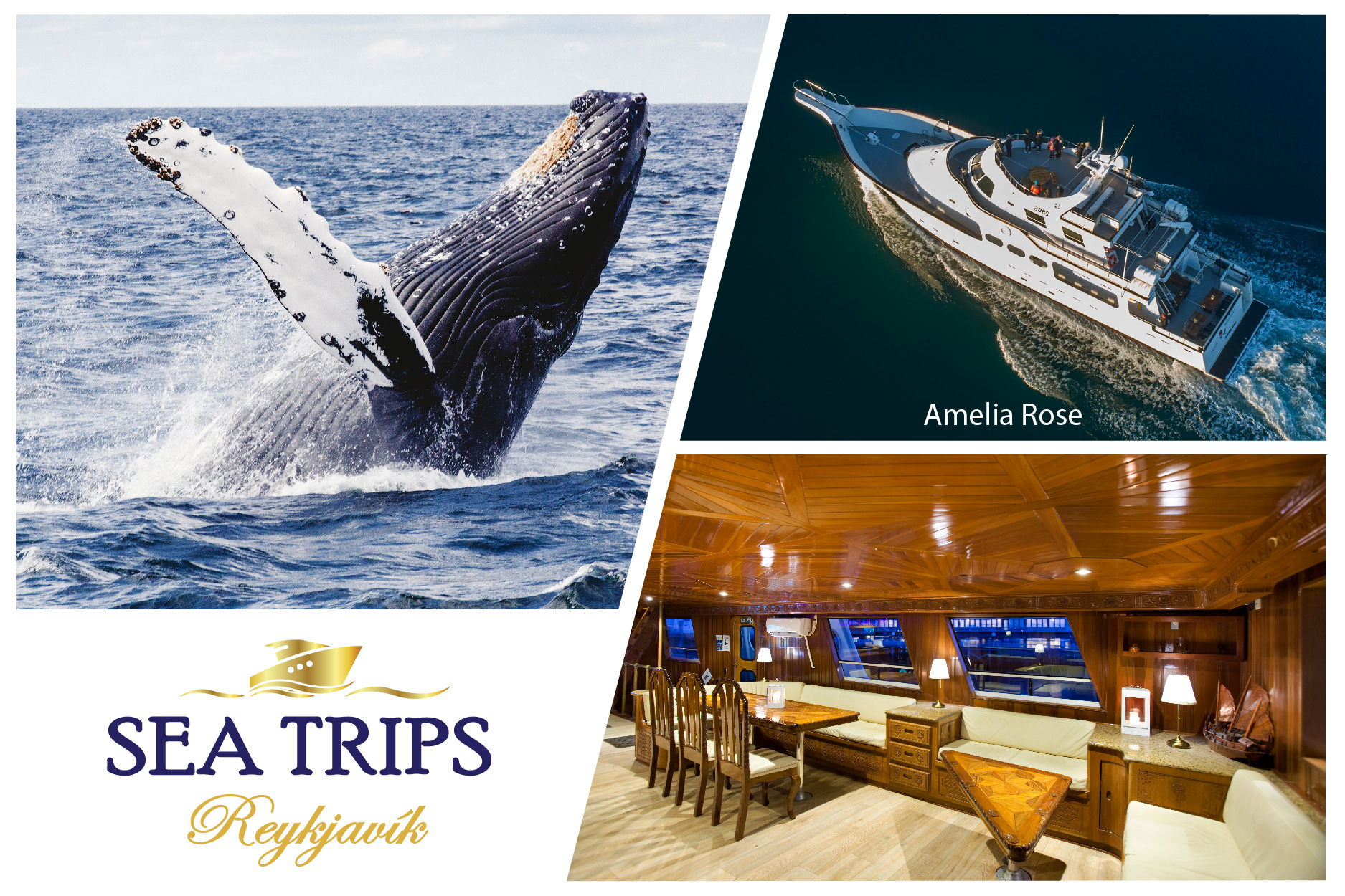 Luxury Whale Watching Tour From Reykjavik | Guide to Iceland