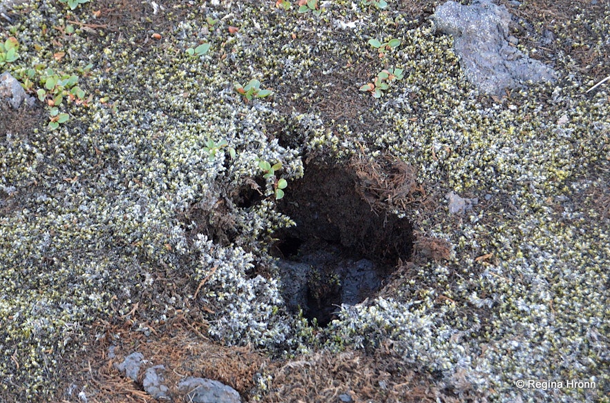 One of the scars in the moss left after a tourist created a tourist cairn in South-Iceland