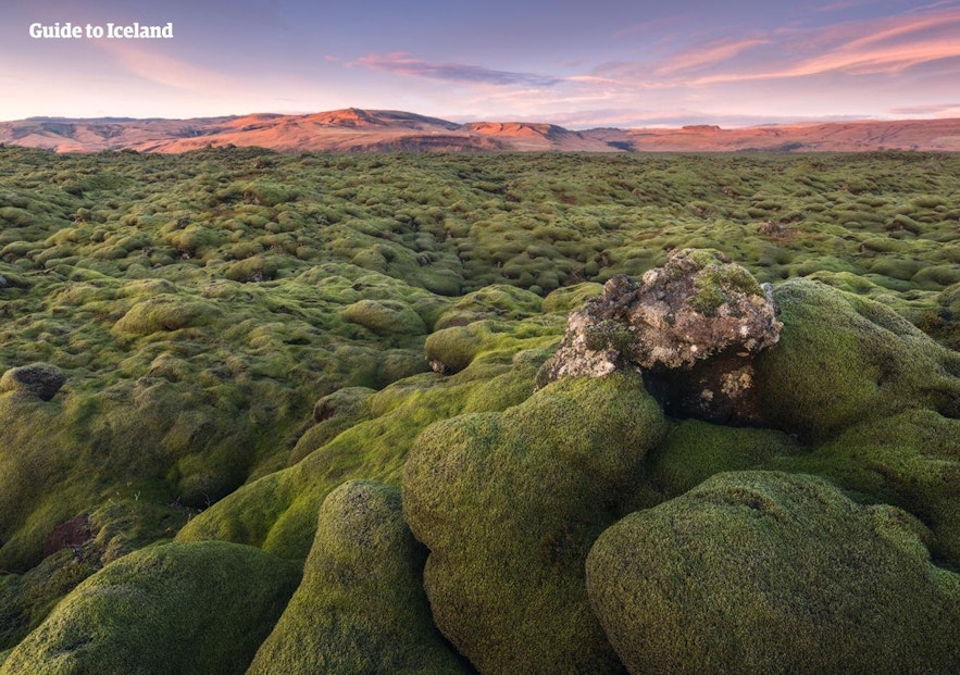 Moss covered lava fields are a common sight in Iceland