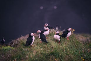 A group of puffins nesting on the shore of Iceland
