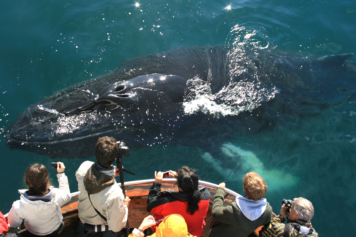 Classic 3 Hour Whale Watching Boat Tour With Sea Fishing ...