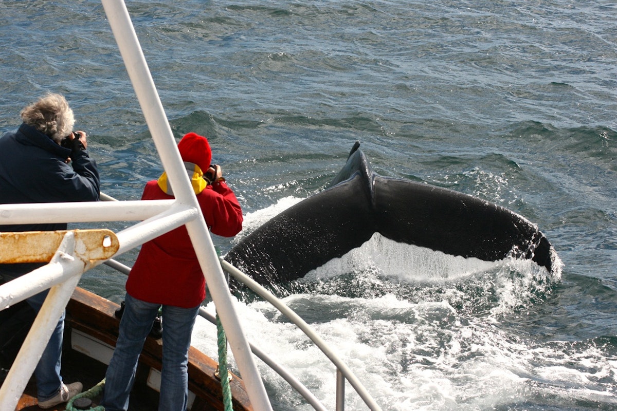 Classic 3 Hour Whale Watching Boat Tour with Sea Fishing