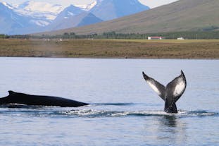 Experience the excitement of spotting a whale when you go on a whale watching tour during your Ring Road adventure.