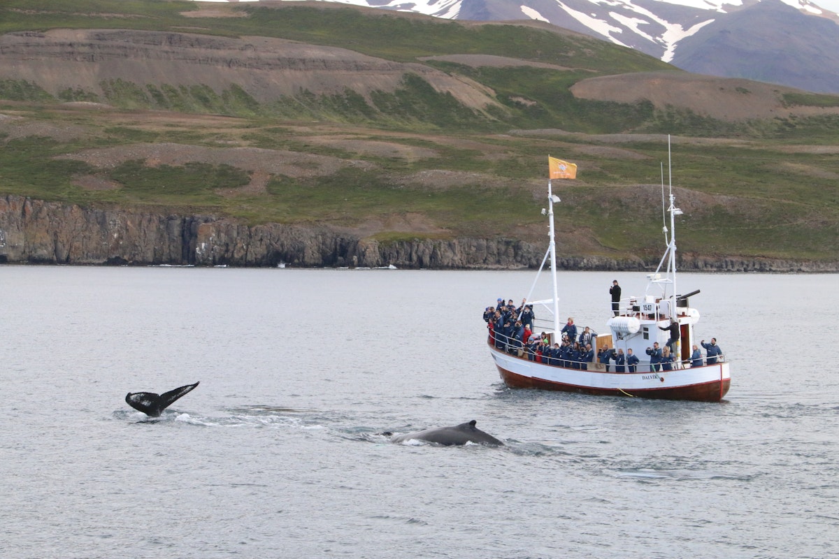 Exciting 8-Day Guided Ring Road Small-Group Tour from Reykjavik | Eight ...