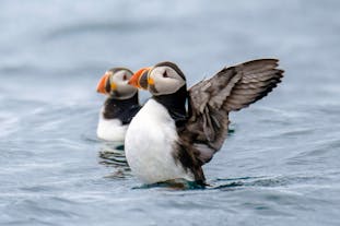 Two puffins in the water, one with it's wings raised in the air