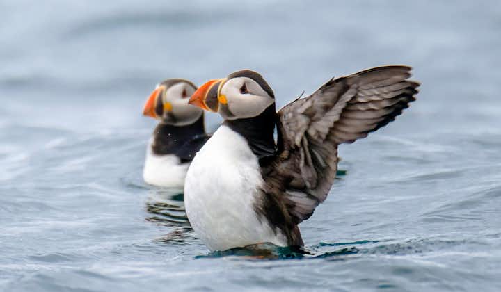 Two puffins in the water, one with it's wings raised in the air