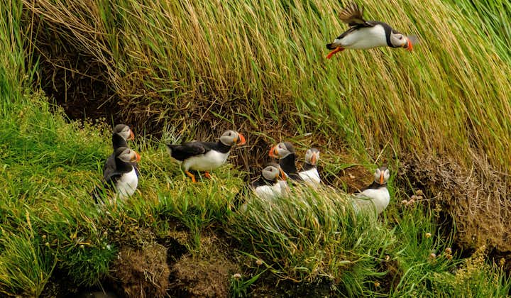 A group of puffins nesting in Iceland's cliffs