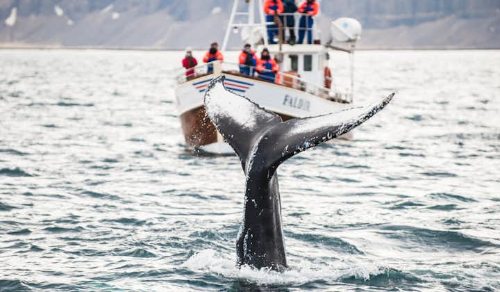A whale sighting on a whale watching tour