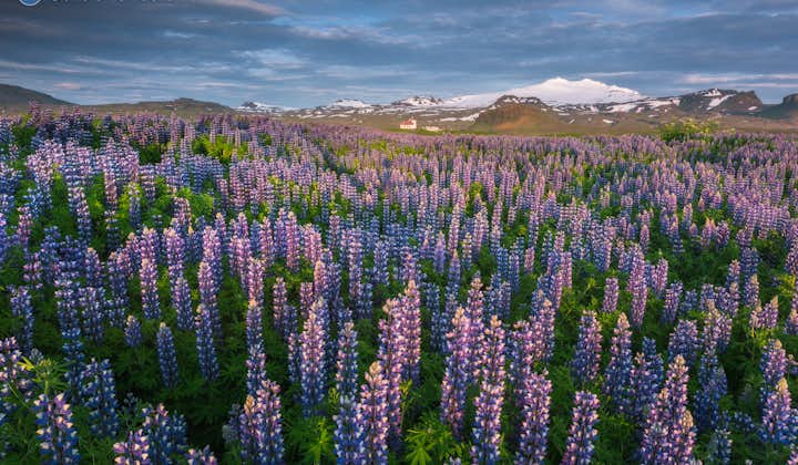 Die Lupinenpflanze in Island in voller Blüte