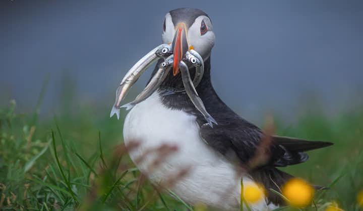 En islandsk lundefugl med fisk i munnen