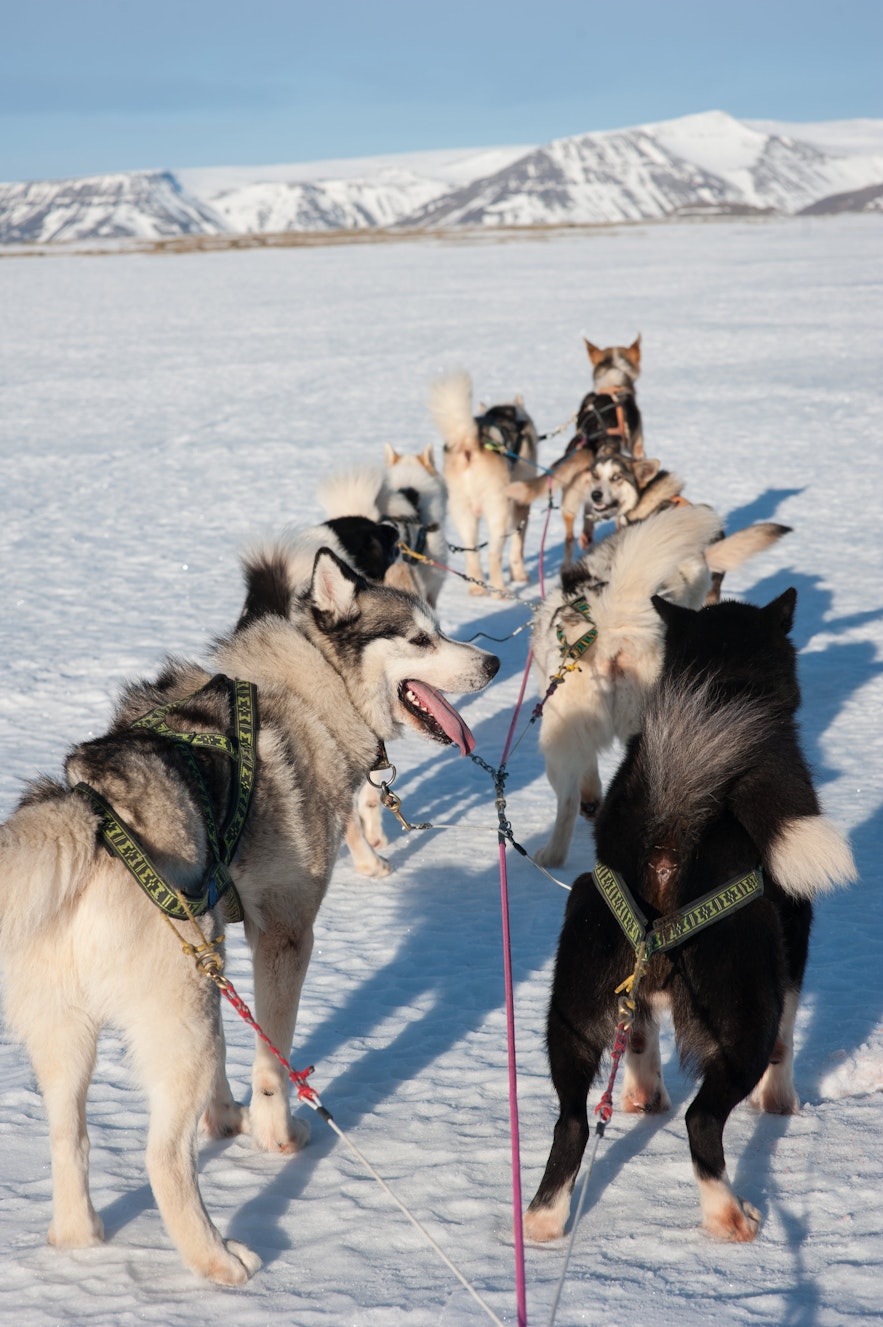 Dog sledding in Iceland can either be done on snowy glacial fields or on 'Dry-Land', using a cart instead of sled.