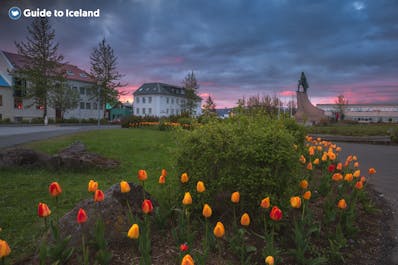 Flowers blooming in spring at sunset in downtown Reykjavik.