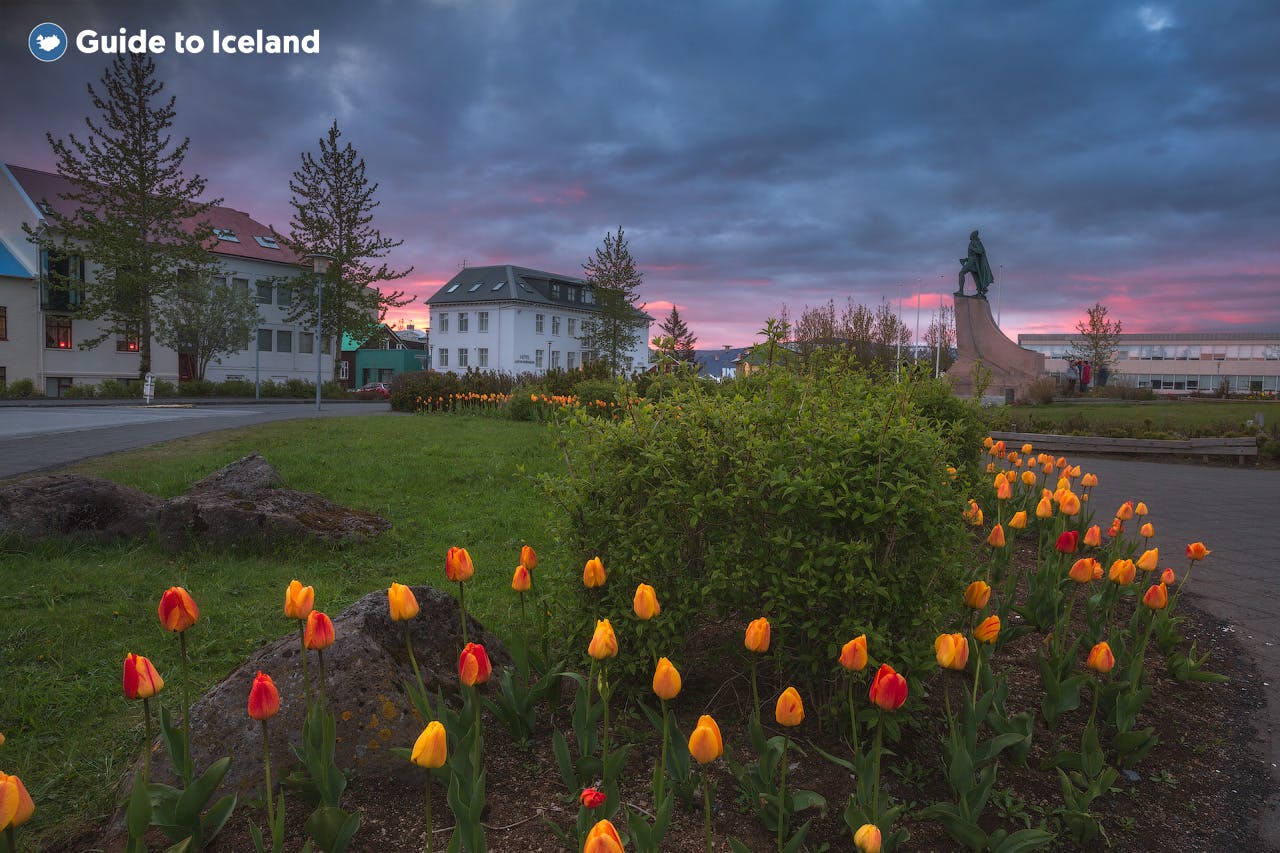 Flowers blooming in spring at sunset in downtown Reykjavik.