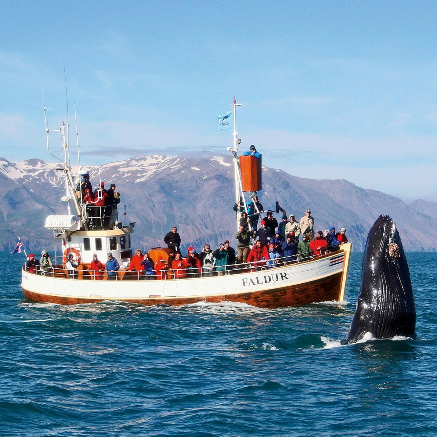 Un barco con turistas avistando ballenas en la costa de Islandia.