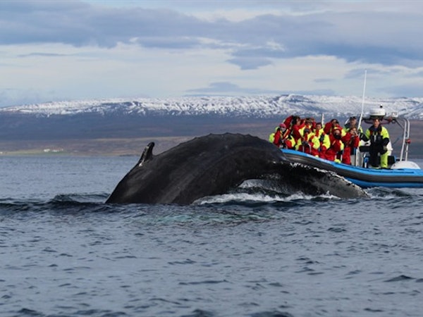 Gentle Giants Whale Watching