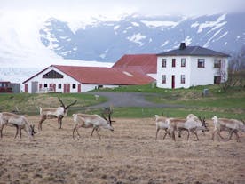 Guesthouse Holmur is sometimes visited by reindeer.