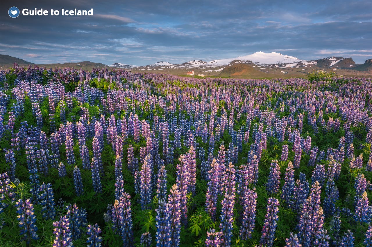 De lupines bloeien door het hele schiereiland Snaefellsnes in IJsland.