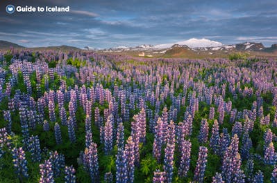 Lupins bloom across the Snaefellsnes Peninsula in Iceland.