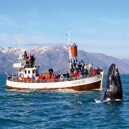 Ein Buckelwal taucht in der Nähe eines Walbeobachtungsboots in Island aus dem Meer auf.