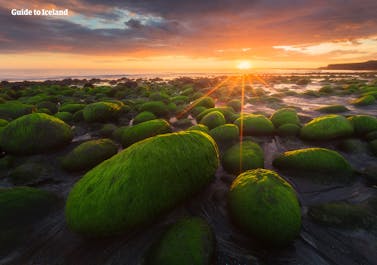 Glatte mosagtige klipper dækker en sort sandstrand på det sydlige Island.