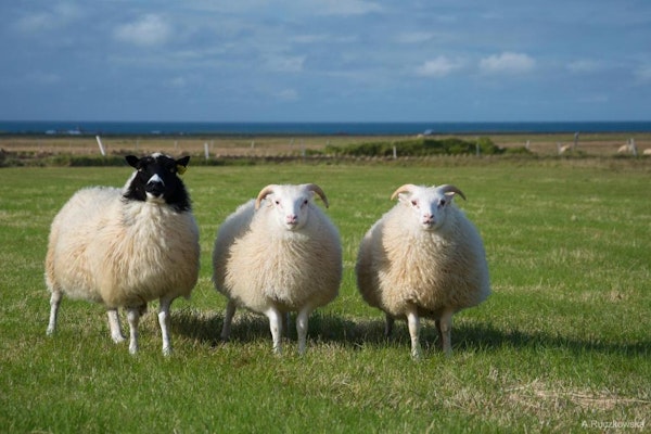 Hotel Burfell is home to Icelandic sheep.
