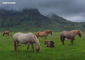 아이슬란드의 안개가 자욱한 산 아래에서 아이슬란드 말들이 풀을 뜯고 있습니다.