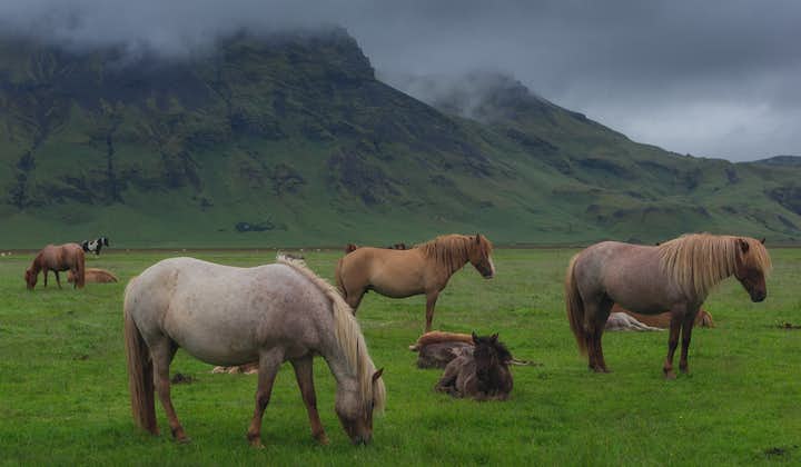 Icelandic horses graze beneath a misty mountain in Iceland.