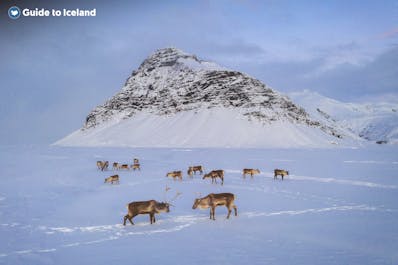 겨울철 아이슬란드 동부의 눈 덮인 들판에서 순록은 흔한 광경입니다.