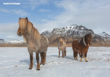 아이슬란드 말은 아이슬란드 겨울의 차가운 바람과 깊은 눈을 견뎌낼 수 있습니다.