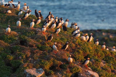Puffins gather every summer on the cliffs of Latrabjarg in the Westfjords.