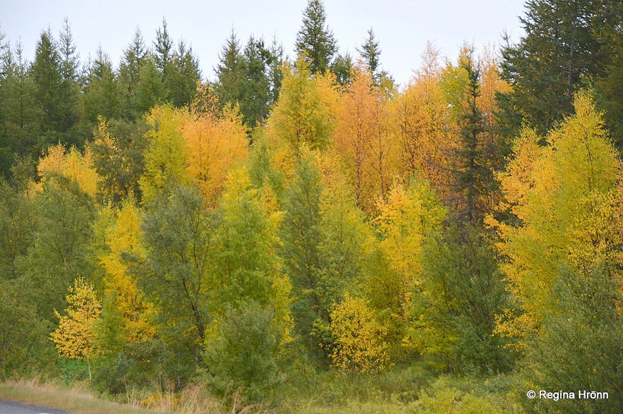 Hallormsstaðaskógur forest in the fall