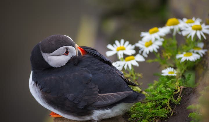 A puffin rests off the coast of Iceland.