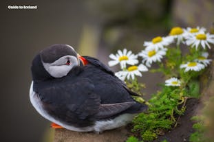 En lundefugl hviler utenfor kysten av Island.