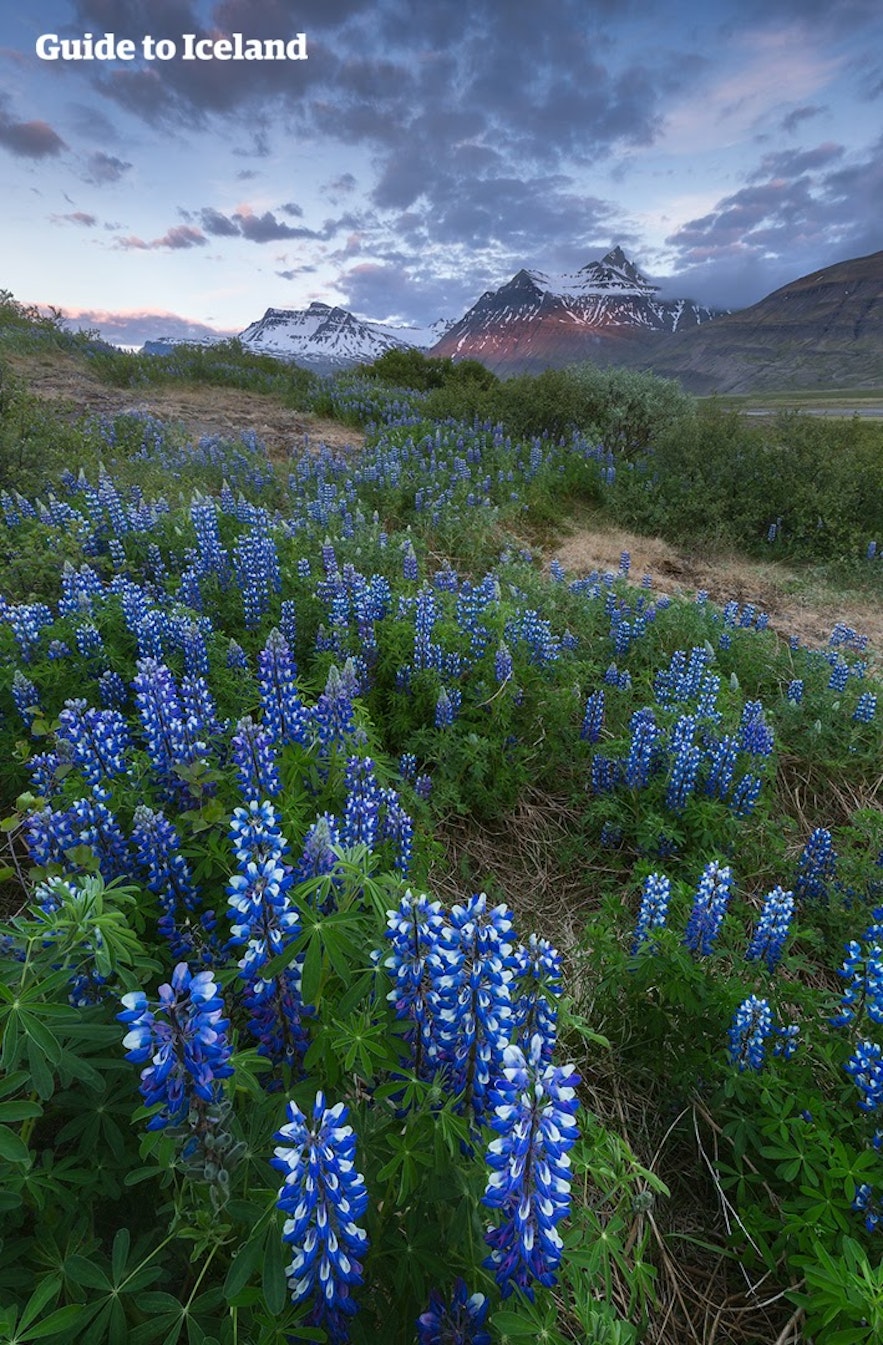 Lupins bloom before the jagged peaks of Iceland's East Fjords.