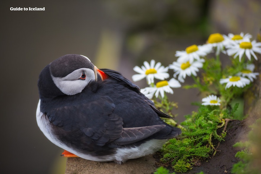 夏天，一只海鹦在冰岛东峡湾的雏菊旁休息。