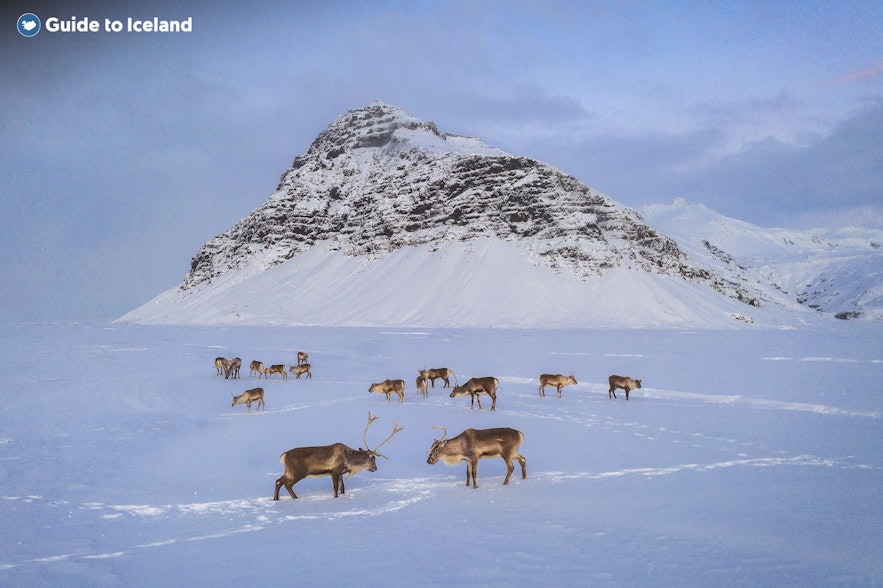 冰岛东部冬季，驯鹿聚集在雪地上。