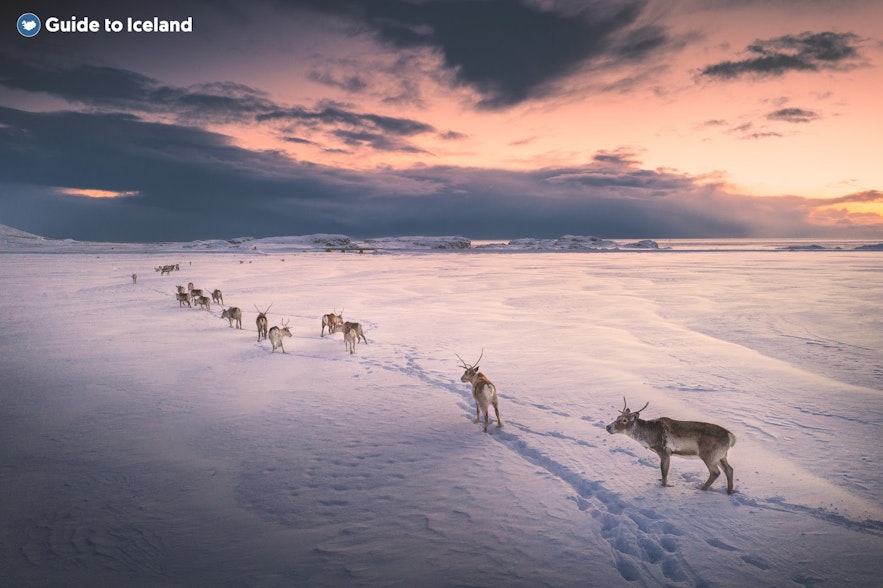 Reindeer cross a field of snow in East Iceland in single file.