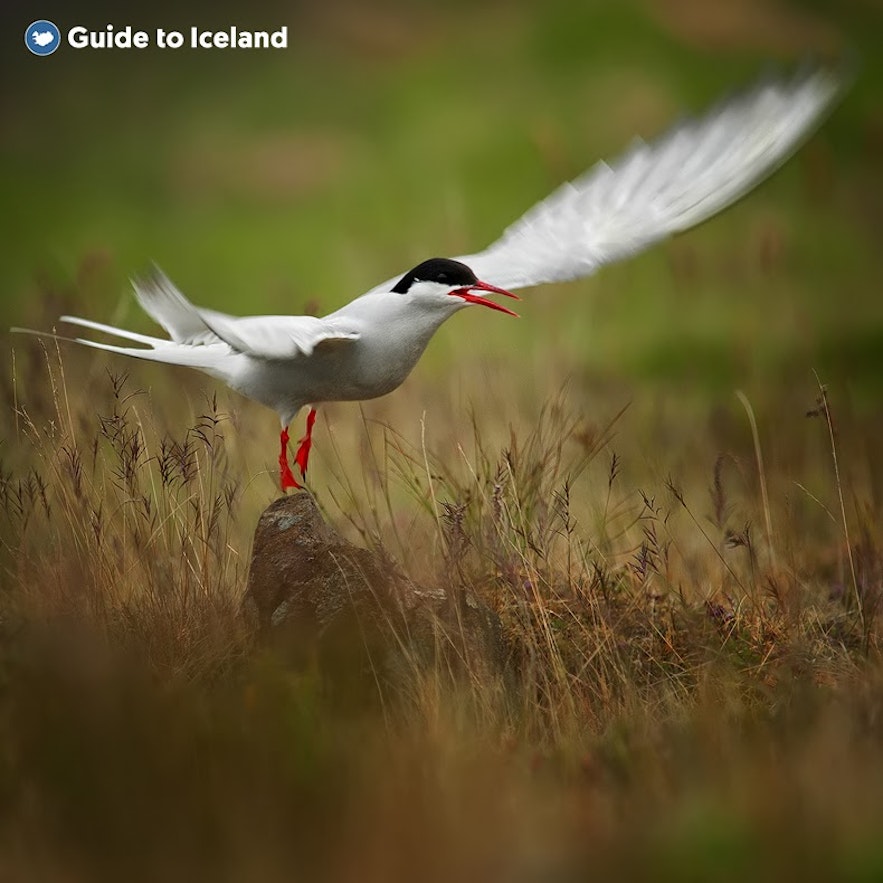 A tern spreads its wings to take off in East Iceland.