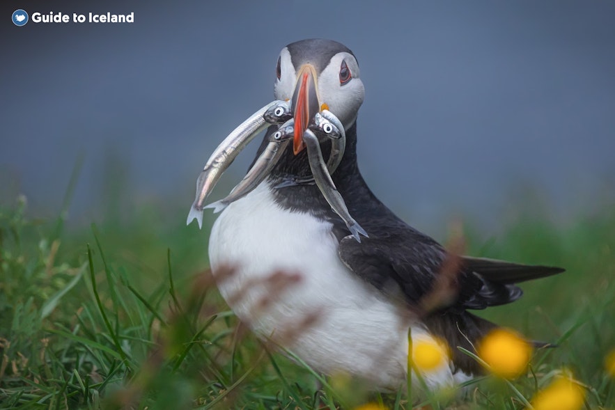 A puffin stands proudly in East Iceland with its catch in its beak.