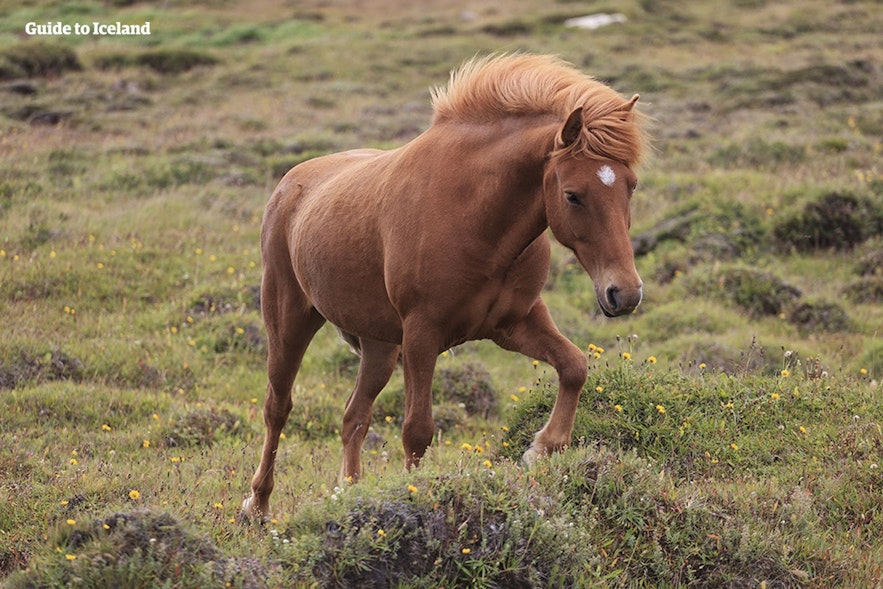 An Icelandic horse trots over a grassy plain of lava.