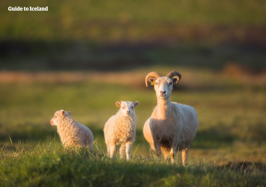 一只冰岛绵羊带着它的小羊羔，目不转睛地盯着摄影师。