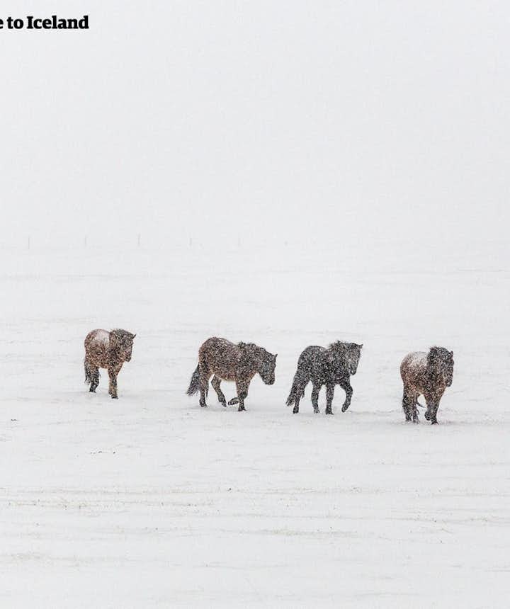 Icelandic horses easily tolerate the country's extreme winter conditions.